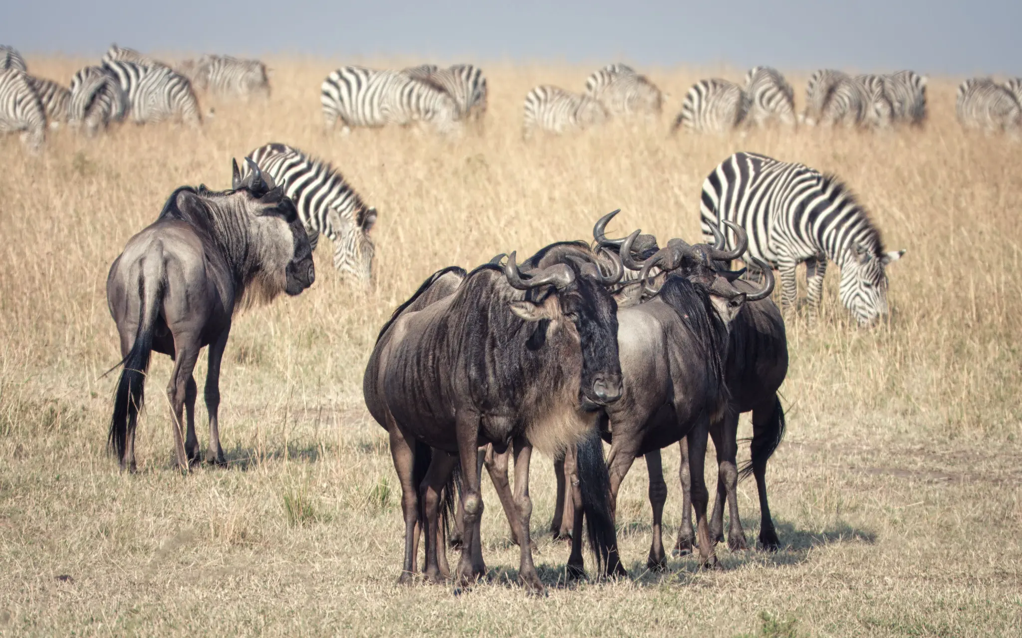 Wildebeest and zebra on the Serengeti Plain