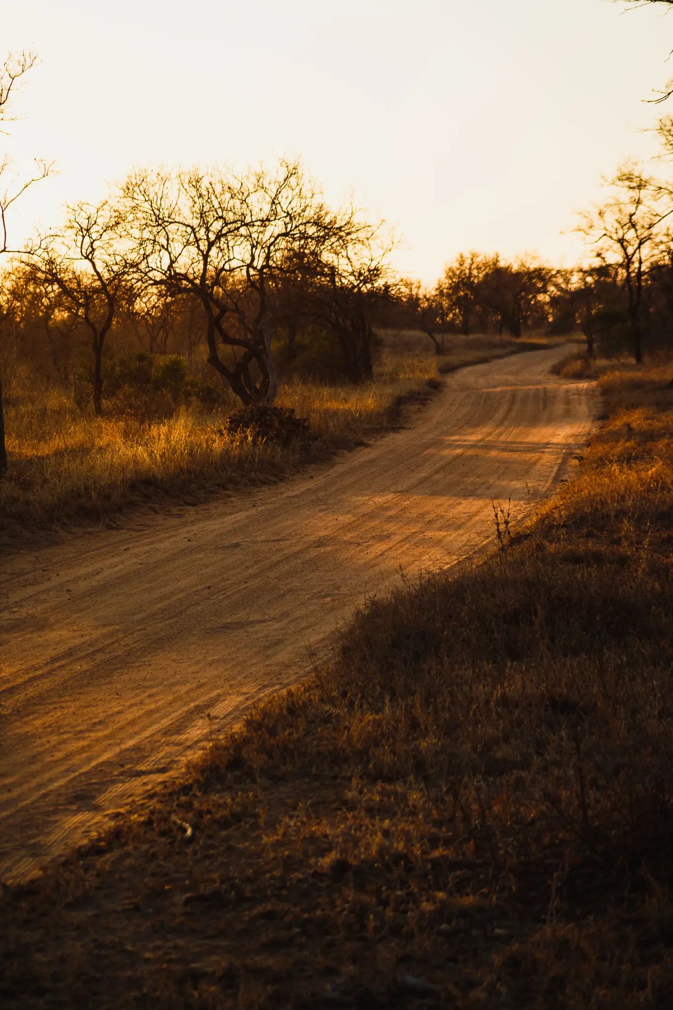 An empty dirt track through Galician countryside at golden hour on the Camino de Santiago