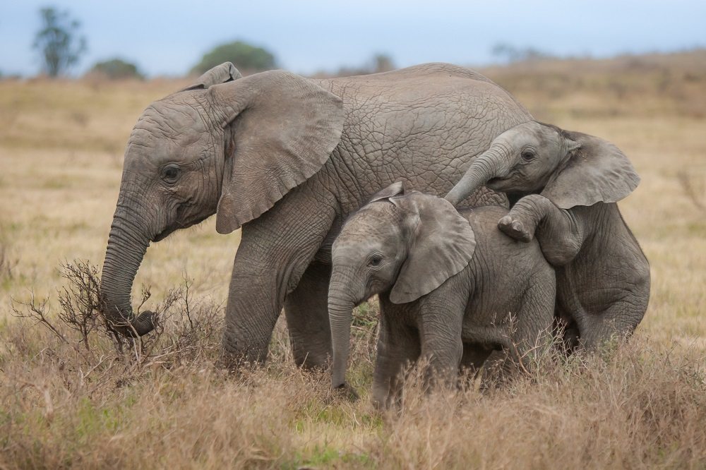 A family of elephants with young calves at Kariega Game Reserve