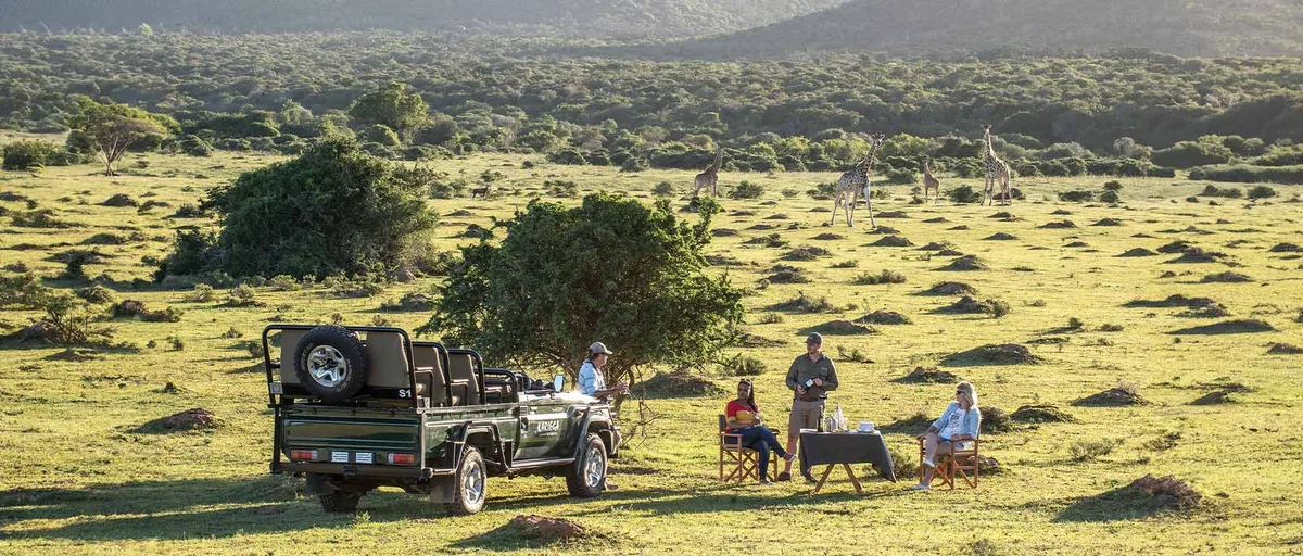 A family enjoying sundowners beside a safari vehicle while giraffes walk past at Kariega Game Reserve.