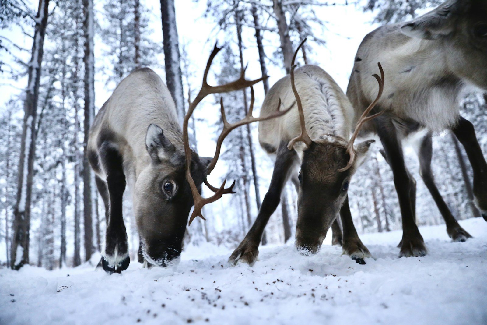Two reindeer grazing together in deep snow among pine trees